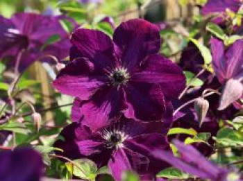 Waldrebe 'Night Veil', 60-100 cm, Clematis viticella 'Night Veil', Containerware