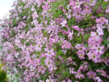 Waldrebe 'Oberek', 50-100 cm, Clematis viticella 'Oberek', Containerware