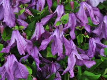 Waldrebe 'Pamiat Serdtsa', 50-100 cm, Clematis 'Pamiat Serdtsa', Containerware