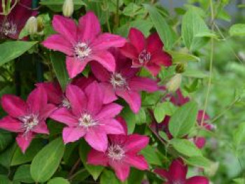 Waldrebe 'Perida', 50-100 cm, Clematis 'Perida', Containerware