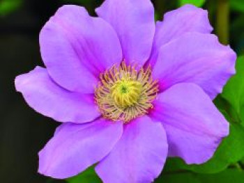 Waldrebe 'Pink Beauty', 50-100 cm, Clematis 'Pink Beauty', Containerware