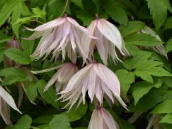 Waldrebe 'Pink Swing', 50-100 cm, Clematis 'Pink Swing', Containerware