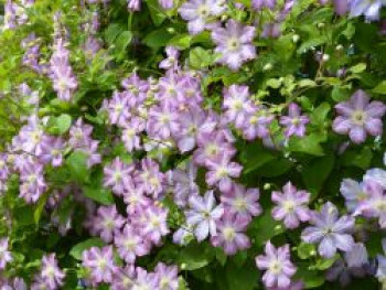 Waldrebe 'Polka', 50-100 cm, Clematis 'Polka', Containerware
