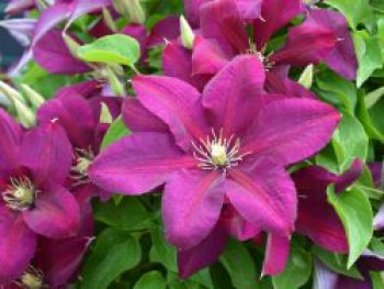 Waldrebe 'Polonia Restituta', 50-100 cm, Clematis 'Polonia Restituta', Containerware