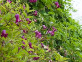 Waldrebe 'Princess Red', 50-100 cm, Clematis 'Princess Red', Containerware