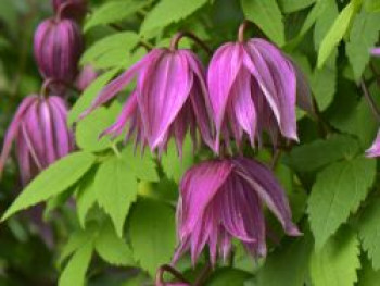 Waldrebe 'Purple Dream', 50-100 cm, Clematis 'Purple Dream', Containerware
