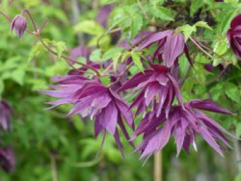 Waldrebe 'Purple Surprise', 50-100 cm, Clematis 'Purple Surprise', Containerware