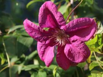 Waldrebe &#8218;Rahvarinne&#8216;, 60-100 cm, Clematis &#8218;Rahvarinne&#8216;, Containerware