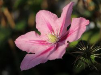 Waldrebe &#8218;Rosamunde&#8216;, 60-100 cm, Clematis &#8218;Rosamunde&#8216;, Containerware