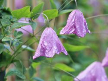 Waldrebe &#8218;Rosea&#8216;, 60-100 cm, Clematis viticella &#8218;Rosea&#8216;, Containerware