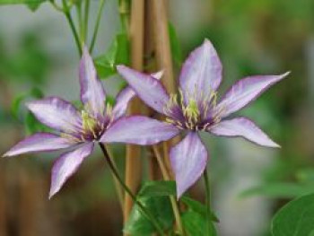 Waldrebe 'Samaritan Jo', 60-100 cm, Clematis 'Samaritan Jo', Containerware