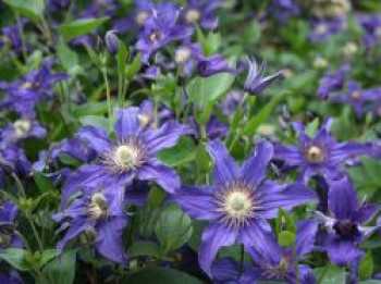 Waldrebe Saphyra ® &#8218;Indigo&#8216; / &#8218;Cleminov 51&#8216;, Clematis integrifolia Saphyra ® &#8218;Indigo&#8216; / &#8218;Cleminov 51&#8216;, Containerware