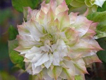 Waldrebe 'Sen-no-Kaze', 50-100 cm, Clematis 'Sen-no-Kaze', Containerware