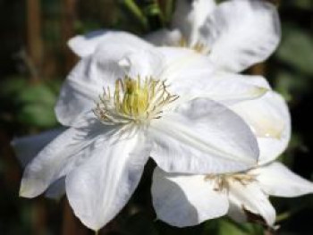 Waldrebe &#8218;Shirayukihime&#8216;, 60-100 cm, Clematis &#8218;Shirayukihime&#8216;, Containerware