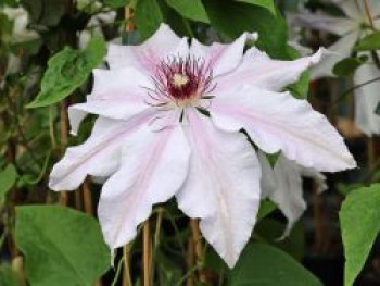 Waldrebe &#8218;Snow Queen&#8216;, 60-100 cm, Clematis &#8218;Snow Queen&#8216;, Containerware