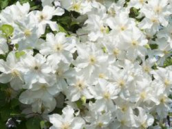 Waldrebe 'Snow Storm', 50-100 cm, Clematis 'Snow Storm', Containerware
