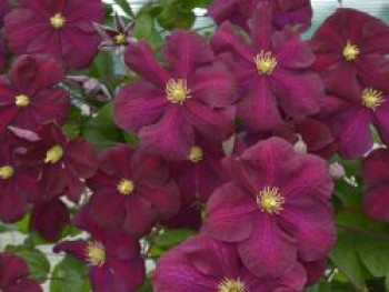 Waldrebe 'S?owianka', 50-100 cm, Clematis 'S?owianka', Containerware