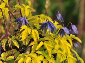 Waldrebe 'Stolwijk Gold', 50-100 cm, Clematis 'Stolwijk Gold', Containerware