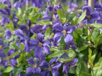 Waldrebe 'Sweet Wave', 50-100 cm, Clematis 'Sweet Wave', Containerware