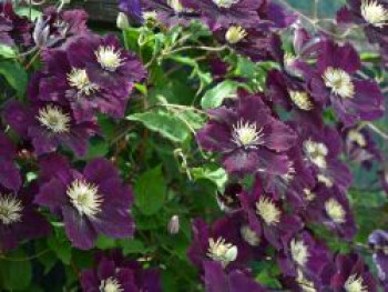 Waldrebe 'The Heroes of Warsaw', 50-100 cm, Clematis 'The Heroes of Warsaw', Containerware