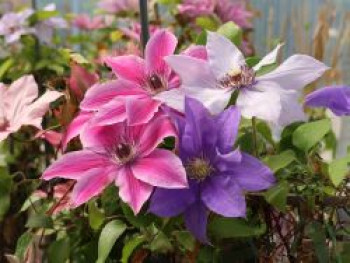 Waldrebe 'Three Sisters' ®, 40-60 cm, Clematis 'Three Sisters' ®, Containerware