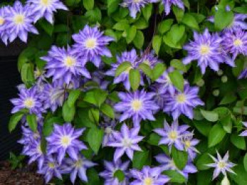 Waldrebe 'Thyrislund', 50-100 cm, Clematis 'Thyrislund', Containerware