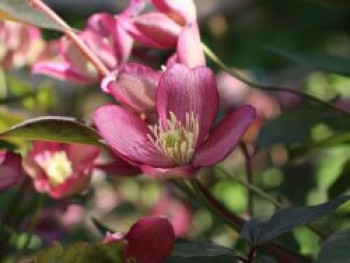 Waldrebe &#8218;Van Gogh&#8216;, 60-100 cm, Clematis montana &#8218;Van Gogh&#8216;, Containerware