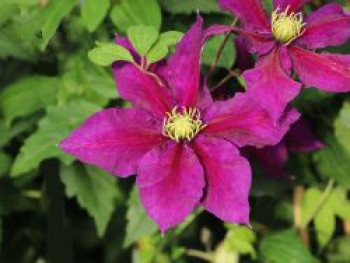 Waldrebe &#8218;Varenne&#8216;, 60-100 cm, Clematis &#8218;Varenne&#8216;, Containerware