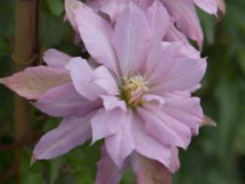 Waldrebe 'Violet Elizabeth', 50-100 cm, Clematis 'Violet Elizabeth', Containerware