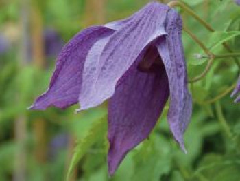 Waldrebe 'Violet Lampion' ('Orion'), 50-100 cm, Clematis 'Violet Lampion' ('Orion'), Containerware