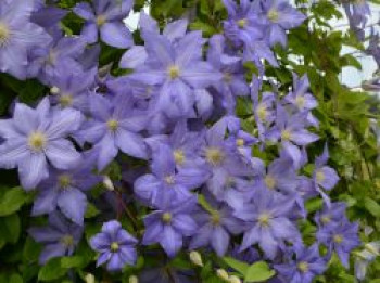 Waldrebe 'Vistula', 50-100 cm, Clematis 'Vistula', Containerware