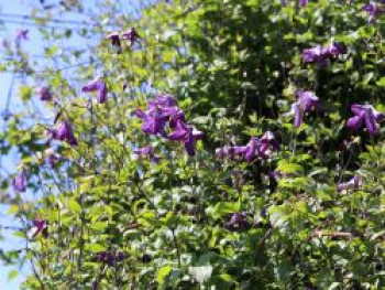 Waldrebe viticella, 60-100 cm, Clematis viticella, Containerware