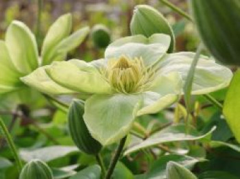 Waldrebe &#8218;Wada&#8217;s Primrose&#8216;, 60-100 cm, Clematis &#8218;Wada&#8217;s Primrose&#8216;, Containerware