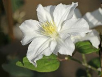 Waldrebe &#8218;White Arabella&#8216;, Clematis diversifolia &#8218;White Arabella&#8216;, Containerware