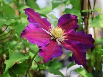 Waldrebe &#8218;Wildfire&#8216;, 60-100 cm, Clematis &#8218;Wildfire&#8216;, Containerware