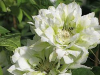 Waldrebe 'Yuki Okoshi', 50-100 cm, Clematis 'Yuki Okoshi', Containerware