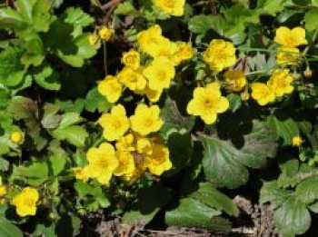 Waldsteinie / Dreiblatt Golderdbeere, Waldsteinia ternata, Containerware