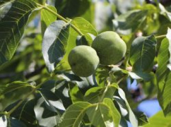 Walnuss &#8218;Apollo&#8216;, 100-125 cm, Juglans regia &#8218;Apollo&#8216;, Containerware