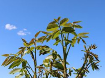 Walnuss 'Chandler', 125-150 cm, Juglans regia 'Chandler', Containerware