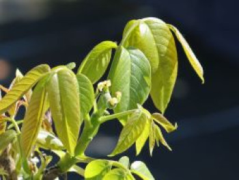 Walnuss 'Dwarf Karlik 3', 30-60 cm, Juglans regia 'Dwarf Karlik 3', Containerware