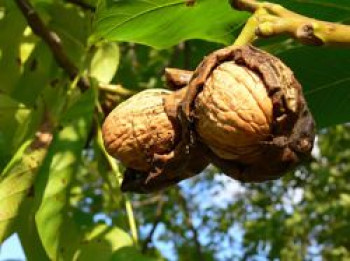 Walnuss &#8218;Esterhazy II&#8216; Veredelung, 80-100 cm, Juglans regia &#8218;Esterhazy II&#8216; Veredelung, Containerware