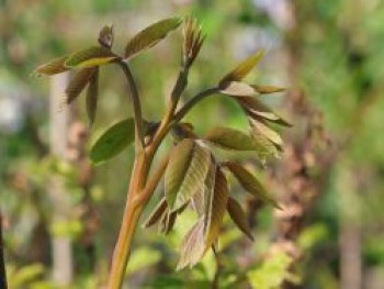 Walnuss 'Lange van Lod', 175-200 cm, Juglans regia 'Lange van Lod', Containerware