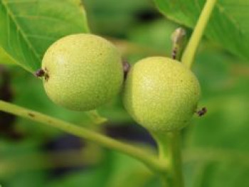 Walnuss &#8218;Rote Donaunuss&#8216;, 80-100 cm, Juglans regia &#8218;Rote Donaunuss&#8216;, Containerware