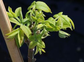Walnussbaum 'Mitchell', 30-40 cm, Juglans x bixbyi 'Mitchell', Containerware