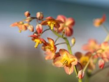 Warley Elfenblume &#8218;Ellen Willmott&#8216;, Epimedium x warleyense &#8218;Ellen Willmott&#8216;, Topfware