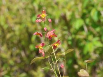 Warley-Elfenblume, Epimedium x warleyense, Topfware