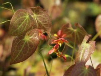 Warley-Elfenblume &#8218;Orangekönigin&#8216;, Epimedium x warleyense &#8218;Orangekönigin&#8216;, Topfware