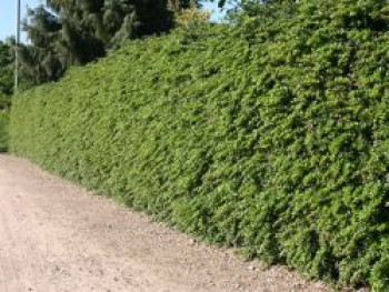 Warzen-Berberitze, 10-20 cm, Berberis verruculosa, Topfware