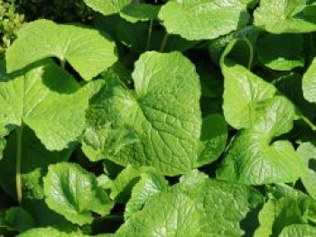 Wasabi, Japanischer Meerrettich 'Mephisto Green', Eutrema japonicum 'Mephisto Green', Topfware