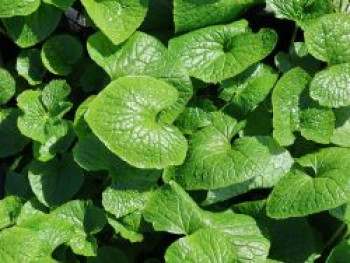 Wasabi, Japanischer Meerrettich 'Mephisto Red', Eutrema japonicum 'Mephisto Red', Topfware